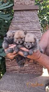 Pomeranski spic