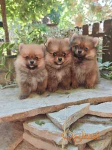 Pomeranski spic