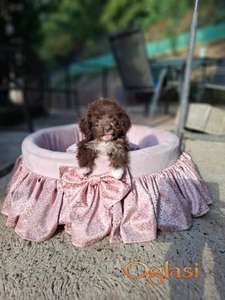 Tea cup pudla braon-bela ženka