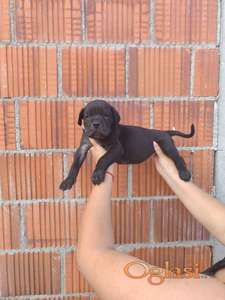 Cane Corso štenci šampionskog porekla!