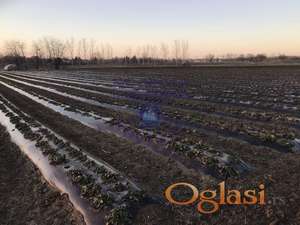 Poljoprivredno zemljište u Rumenci!