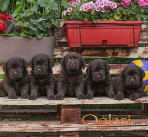 Labrador retriver štenci braon boje