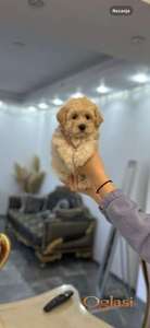 Maltipoo vrhunske genetike