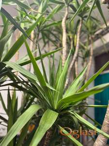 Prodajem 2 stabla DRVO ZIVOTA