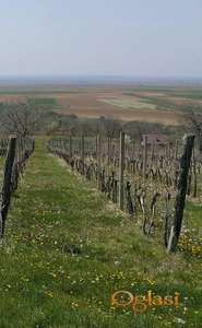 Berkasovo, vinograd 22254m2 prelep pogled HITNO!