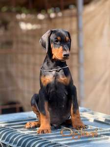 Prodaju se prelepi štenci dobermana, stari 3 meseca
