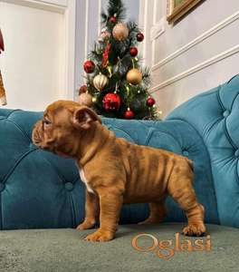 American bully micro size (exotic) stenci