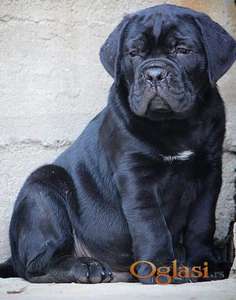 Cane Corso Kane Korso NOVO LEGLO