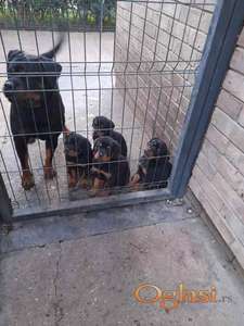 Prelepa štenad Rotvajlera, 2 meseca starosti.