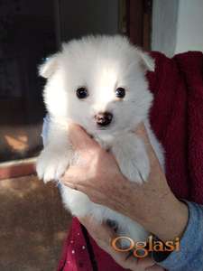 Pomeranac