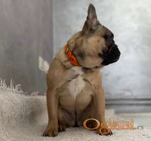 Francuski buldog žensko štene