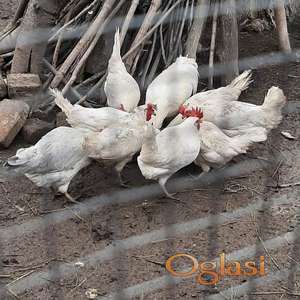 Jaja za nasad od leghorna.