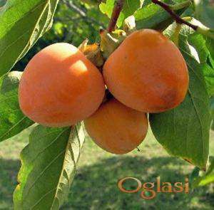 Sadnice japanske ( Kaki ) jabuke