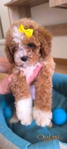 Cavapoo ženka