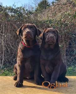 Labrador retriver čokoladni štenci