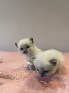 Mače rase Ragdol (Ragdoll)