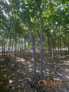 Sjajan plac u centru Bačkog Gradišta