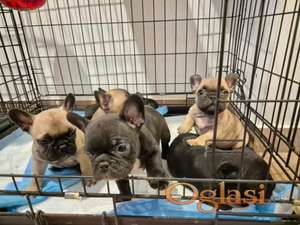 Francuski buldog štenci