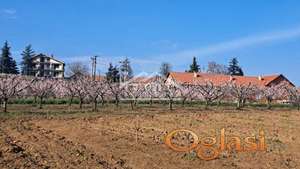 Grocka - Brestovik - 40ari ID#24922