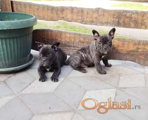 Bully x francuski buldog