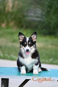 Velški korgi/Welsh Corgi Pembroke