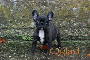 Francuski buldog stenci