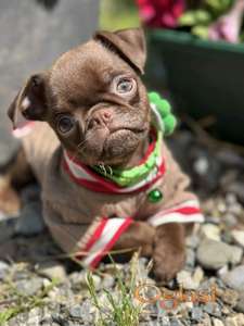 Chocolate Petit Brabancon (Smooth Brussel Griffon)