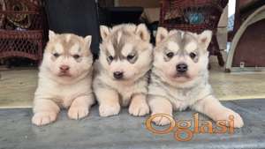 Stenci Sibirskog Haskija