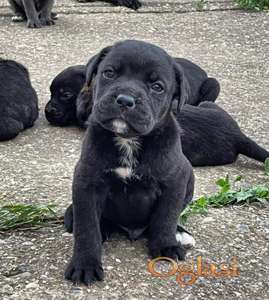 Cane Corso štenci