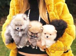 Pomeranski špic,Pomeranac,Pomeranian,Boo štenci