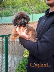 Toy pudla ženka sejbl crvena