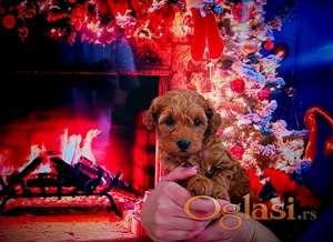 Patuljaste pudle stenci