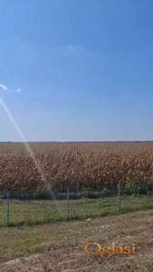 Građevinsko Zemljište Pećinci 65ar, HITNO!