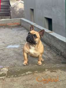 Francuski buldog zenka