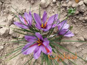 Prodajem lukovice začinskog šafrana (Crocus Sativus) gajene u Vojvodini