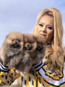 Pomeranac, Boo, Pomeranian štenci