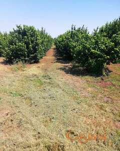 Prodajem zasad lesnika