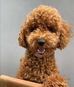 Kupujem srednju crvenu pudlu