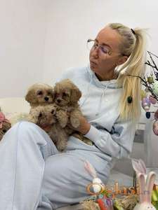 Maltipoo stenci