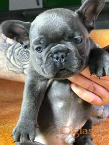 Francuski buldog sivi