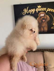 Teddy bear pomeranci, dve sestre