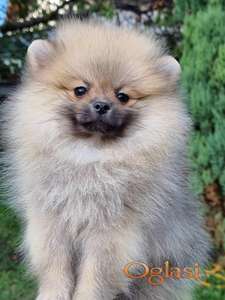 Pomeranac boo