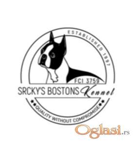 Boston terijer stenci