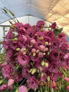 Lizijantus prodaja rezani cvet