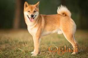 Akita inu i Shiba Inu