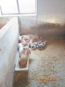 Prasići od 7 nedelja!