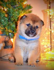 Šiba inu- Shiba Inu