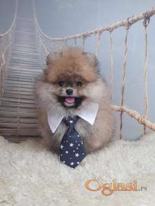 BOO Pomeranac