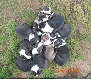 Boston terrier
