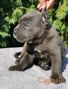 CANE CORSO štenci